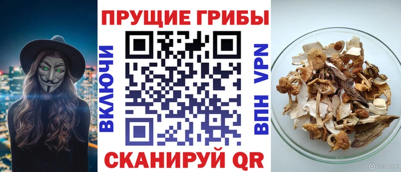 Купить закладки  Белинский  Галлюциногенные грибы Psilocybe 